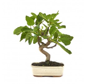 Ficus carica. Bonsai 10 Jahre. Feigenbaum
