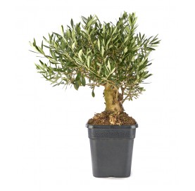 Olea europaea. Prebonsai 17 years. Olive tree