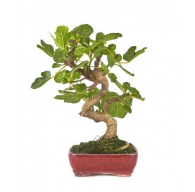 Ficus carica. Bonsai 10 years. Fig tree