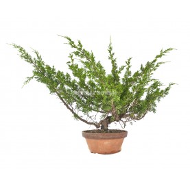 Juniperus chinensis. Bonsaï 22 ans. Genévrier de Chine.