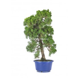 Juniperus chinensis kyushu. Bonsaï 10 ans. Genévrier de Chine.