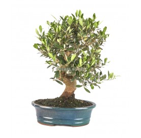 Olea europaea. Bonsai 14 Jahre. Olivenbaum