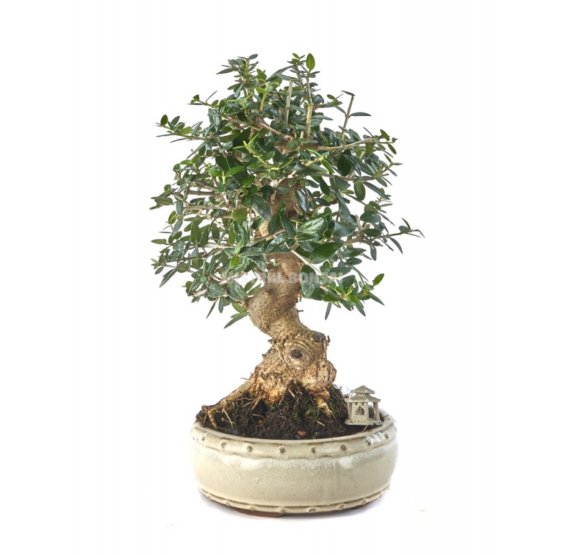 Exclusive bonsai Olea europaea sylvestris 18 years Olive tree.