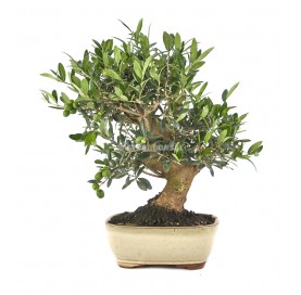 Olea europaea. Bonsai 13 Jahre. Olivenbaum