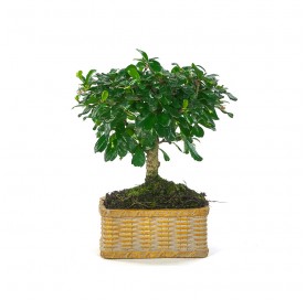 Indoor bonsai 5 years Deco Artisan collection