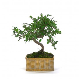 Indoor bonsai 6 years Deco Artisan collection