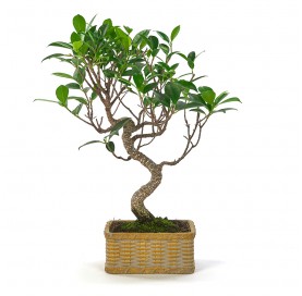 Indoor bonsai 6 years Deco Artisan collection