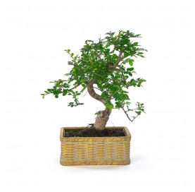 Indoor bonsai 8 years Deco Artisan collection