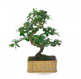 Indoor bonsai 8 years Deco Artisan collection