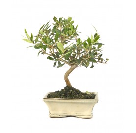 Olea europaea. Bonsai 7 Jahre. Olivenbaum.