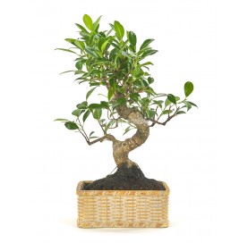Indoor Bonsai 8 Jahre Deco Artisan Kollektion