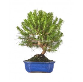 Pinus halepensis. Bonsaï 10 ans. Pin d'Alep ou Pin blanc