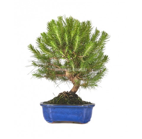 Pinus Halepensis. Bonsai 10 Years. Aleppo Pine | Mistral Bonsai