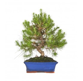 Pinus halepensis. Bonsai 12 years. Aleppo pine