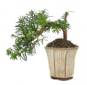 Taxus sp. Bonsai 10 years. European or Japanese yew
