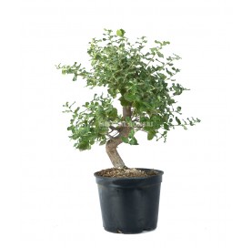 Quercus suber. Pré-bonsaï 10 Ans. Chêne-liège