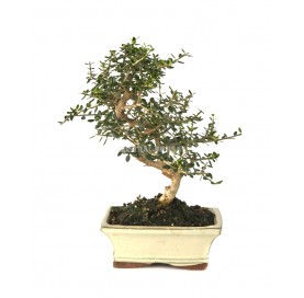 Olea europaea sylvestris. Bonsai 7 years. Olive tree