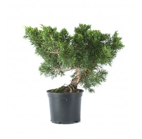 Juniperus chinensis. Prebonsai 10 years. Chinese juniper or Needle juniper