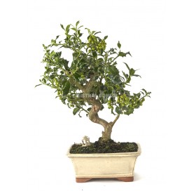 Exclusive bonsai Ilex...
