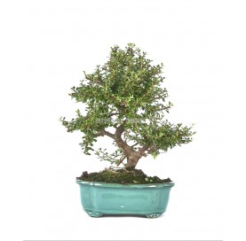 Cotoneaster microphylla. Bonsai 12 years. Small-leaved cotoneaster or rockspray cotoneaster.