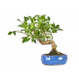 Ficus retusa. Bonsai 9 Jahre. Ficus