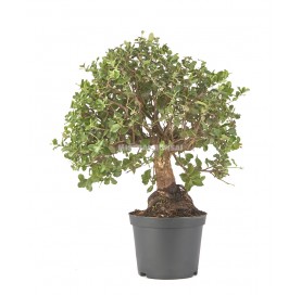Quercus sp. Prebonsái 12 años. Alcornoque mediterráneo