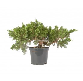 Juniperus chinensis. Prebonsai 12 years. Chinese juniper or Needle juniper
