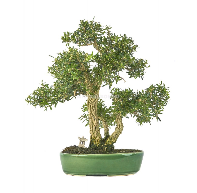 Exclusive bonsai Buxus harlandii 20 years. Harland boxwood | Mistral Bonsai