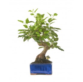 Exclusive bonsai Malus 18 years. Crab Apple or Apple tree