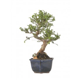 Exclusive bonsai Ulmus parvifolia seiju 19 years. Chinese Elm