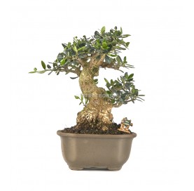 Exclusive bonsai Olea europaea sylvestris 25 years. Wild olive tree