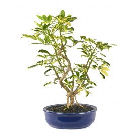 Schefflera arboricola variegata. Bonsai 14 Jahre. Strahlenaralie