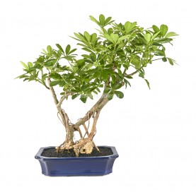 Schefflera arboricola. Bonsai 15 Jahre. Strahlenaralie