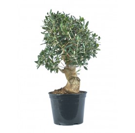 Olea europaea. Pre-bonsai 14 years. Olive tree.