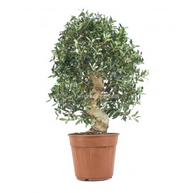 Olea europaea. Prebonsai 18 Jahre. Olivenbaum