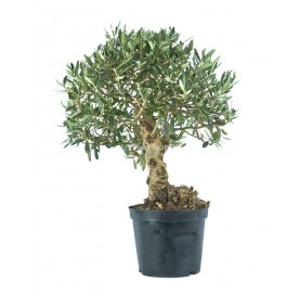 Olea europaea. Prebonsai 17 Jahre. Olivenbaum