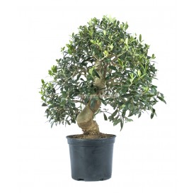 Olea europaea. Prebonsai 15 Jahre. Olivenbaum