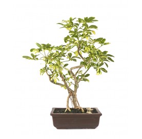Exclusive bonsai Schefflera...