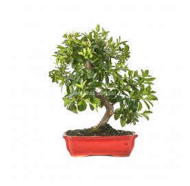 Pyracantha. Bonsai 9 Jahre. Feuerdorn