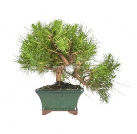 Pinus halepensis. Bonsái 10 años. Pino carrasco. Cascada