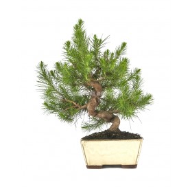 Pinus halepensis. Bonsaï 15 ans. Pin d'Alep ou Pin blanc