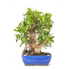 Ficus retusa. Bonsai 20 Jahre. Ficus