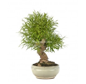 Ficus neriifolia. Bonsai 18 Jahre