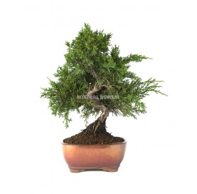 Juniperus chinensis kyushu. Bonsai 12 years. Chinese juniper or Needle juniper.