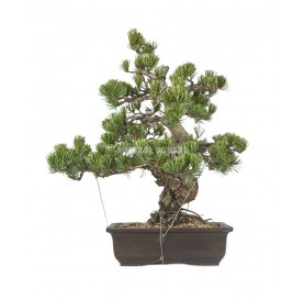 Pinus pentaphylla. Bonsai 26 years. Five-needle pine