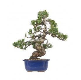 Pinus pentaphylla. Bonsai 25 years. Five-needle pine