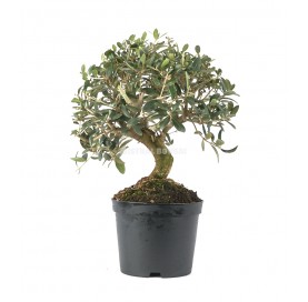 Olea europaea. Pre-bonsai 9...