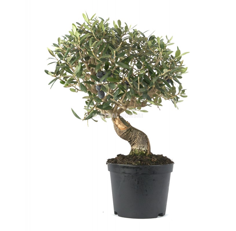 Olea europaea. Prebonsai 10 years. Olive tree.