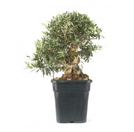 Olea europaea. Pre-bonsai 18 years. Olive tree.