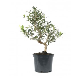 Olea europaea. Pre-bonsai 7...